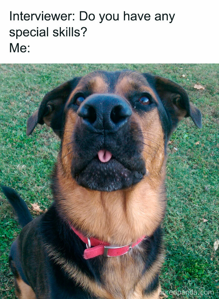 Funny dog meme with a close-up of a dog's face, sticking out its tongue in response to an interview question.