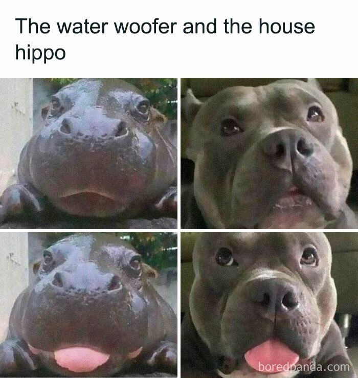 Adorable and funny dog meme showing a side-by-side comparison of a hippo and a pit bull with similar expressions.