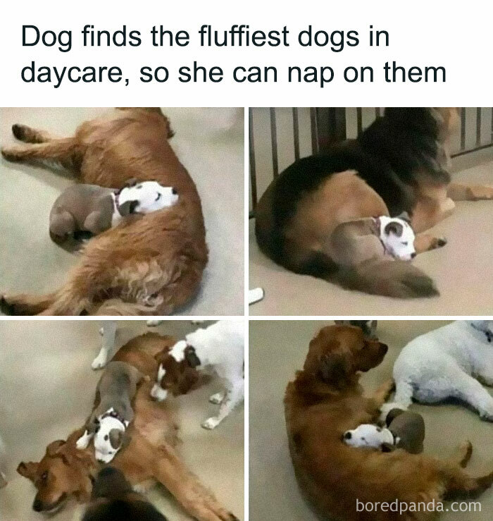 Cute dog meme showing a small dog napping on larger fluffy dogs at daycare.