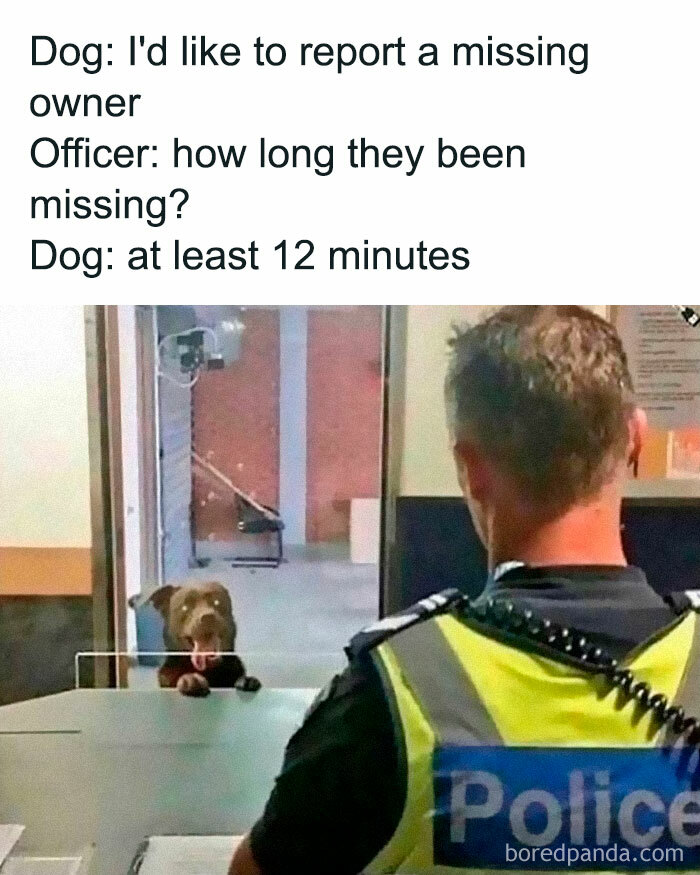 Dog standing at police counter humorously reports missing owner, creating an adorable and funny meme moment.