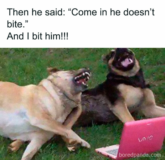 Two dogs laughing next to a pink laptop, showcasing funny dog memes.