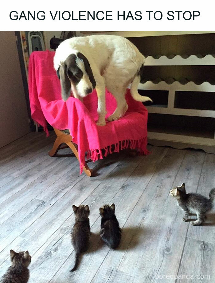 Dog nervously perched on a chair surrounded by curious kittens, capturing an adorable and funny moment.