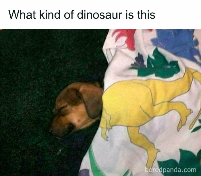 Funny-Dinosaur-Memes-Ralph-The-Rex