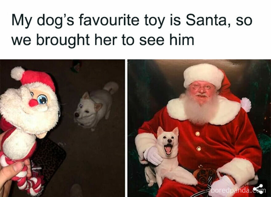 Dog meets Santa, posing happily with a Santa toy, creating a funny-hilarious Christmas meme moment.