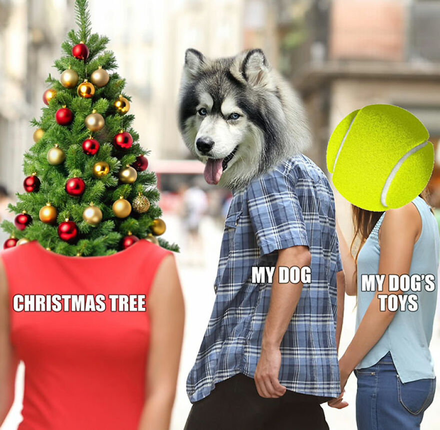 Funny meme with dog head looking at tennis ball, ignoring Christmas tree person.