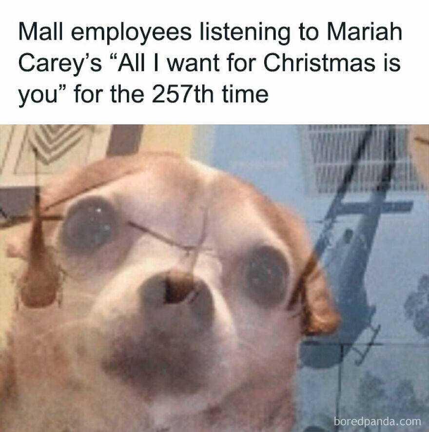 A funny and hilarious Christmas meme shows a Chihuahua with a weary expression about a holiday song.