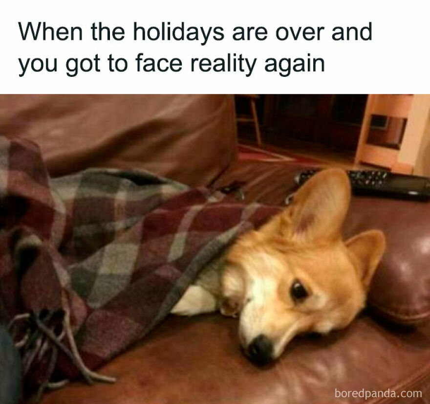 Corgi wrapped in a blanket on a couch, with a funny caption about post-holiday reality.