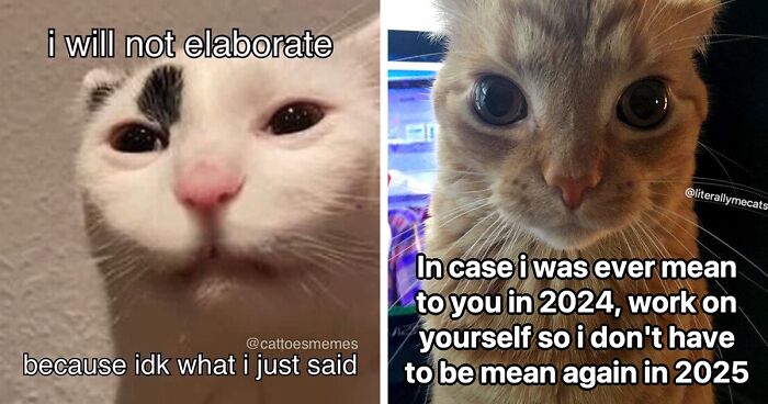 39 Cat Memes That Are Cute And Extremely Relatable