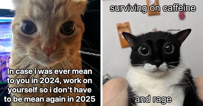 39 Hilarious Posts From The @LiterallyMeCats IG Account You Can Probably Relate To