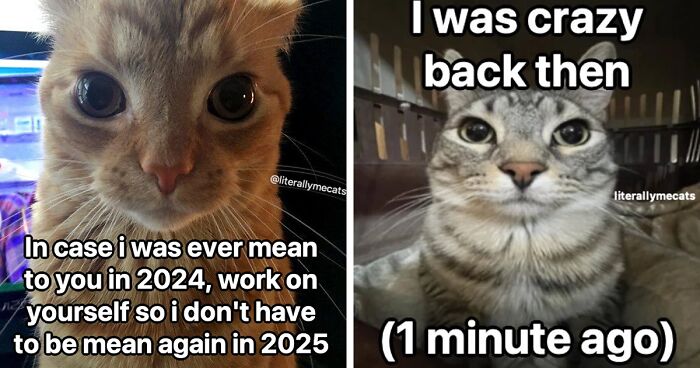 39 Cats And Cat Memes You Might Relate To On An Emotional Level And Say “That Is Literally Me”