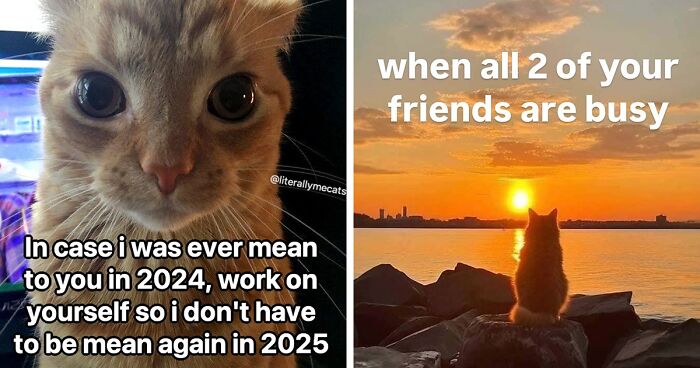 39 Cat Memes From The @LiterallyMeCats IG Page You Might Instantly Relate To