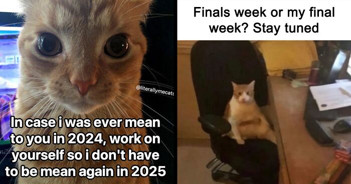 39 Funny, Furry Cat Memes From A Popular IG Page That Might Have You Saying “That Is Literally Me”