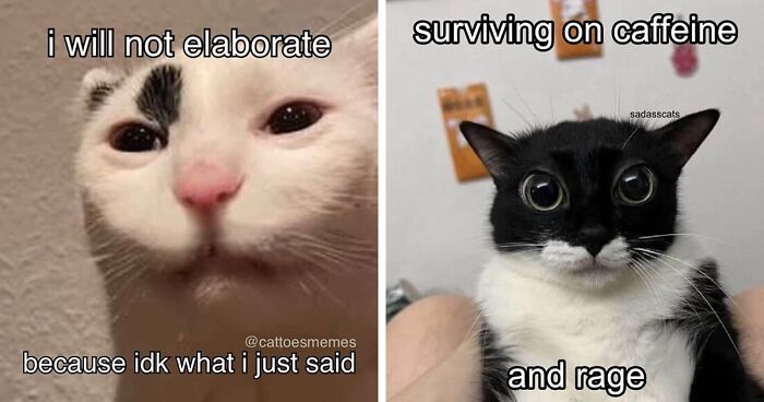 39 Silly Cat Memes Relatable Enough To Maybe Even Get A “That’s Literally Me” Out Of You