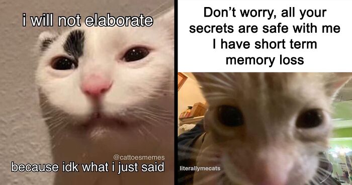 39 Hilarious Cat Memes That Are So Relatable They May Make You Say “That’s Literally Me”