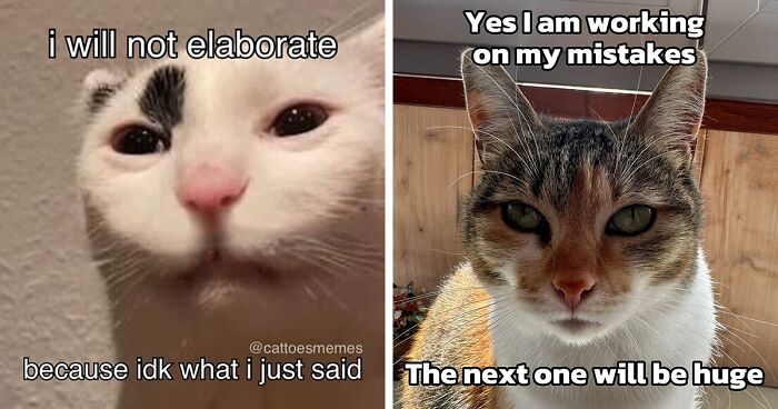 39 Hilariously Relatable Memes Featuring Cats That Make Everything Extra Silly