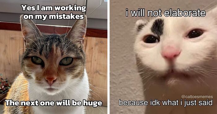 39 Irreverent Cat Memes That Might Make You Say “That Is Literally Me”