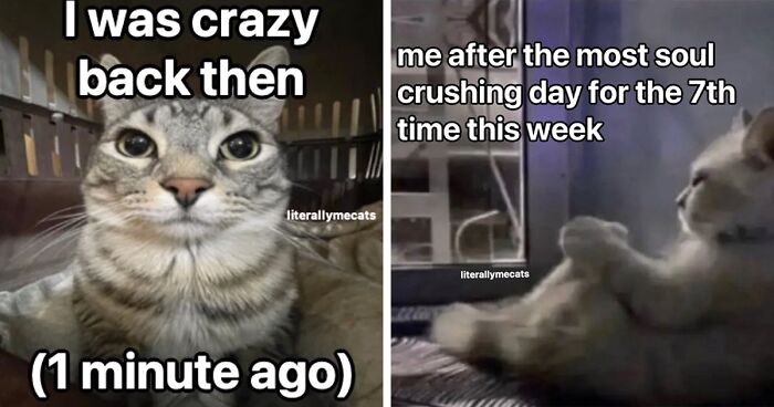 “Surviving On Caffeine And Rage”: 39 Funny Cat Memes That Are Instantly Relatable