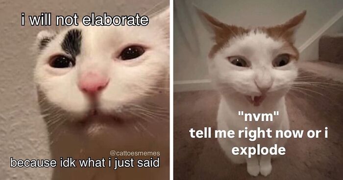 39 Hilariously Relatable Cat Memes Spotted On The @LiterallyMeCats IG Account