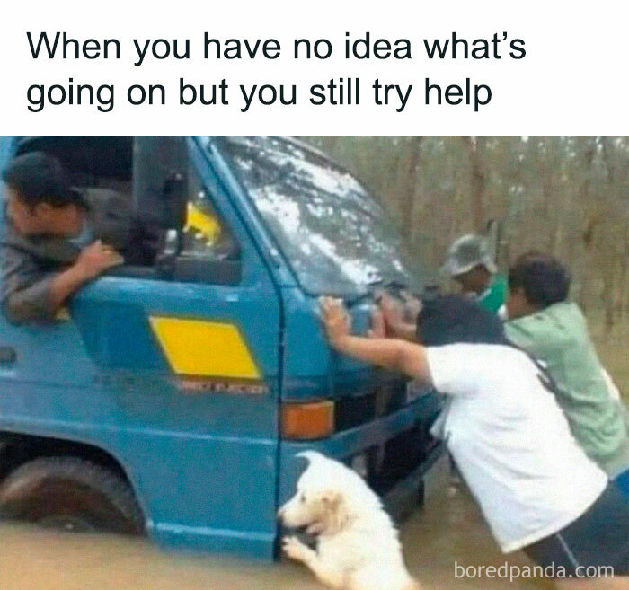 Dog helping people push a truck in floodwater. Funny pet memes capture the humorous effort.