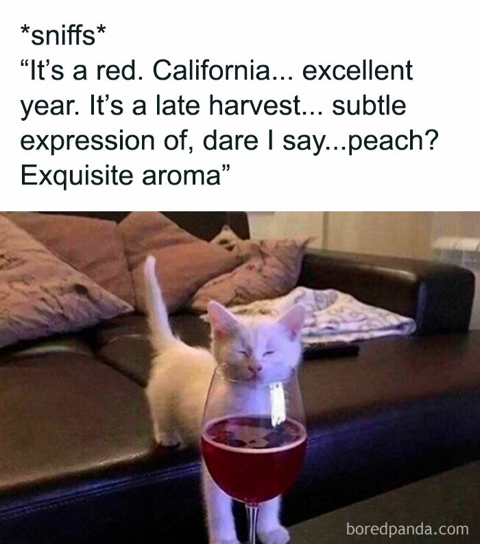 White kitten sniffing a wine glass with a humorous caption about wine tasting, perfect for funny pet memes.