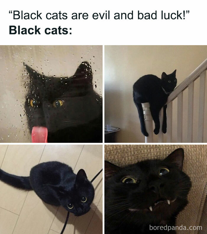 Black cats making funny faces and poses, challenging superstitions in hilarious pet memes.