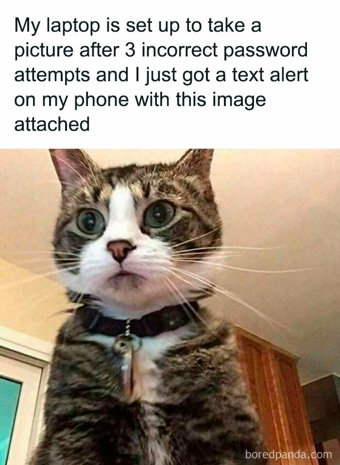 Cat caught on camera after failed login attempts, funny pet memes scenario.