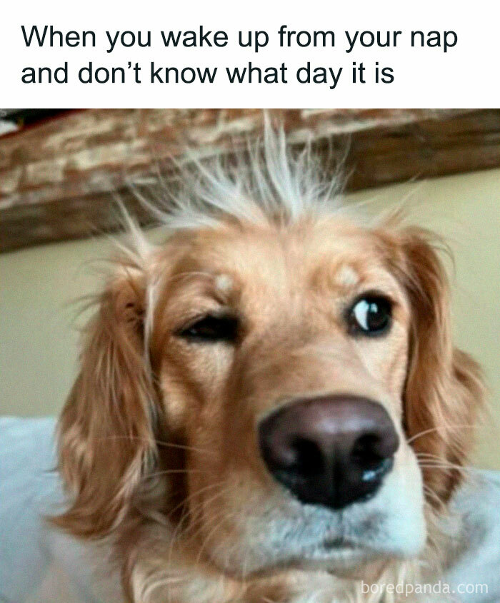 Golden retriever with a confused expression, embodying funny pet memes theme.