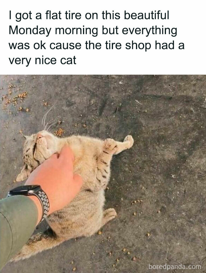 Person petting a relaxed cat on the ground, capturing a funny pet moment.