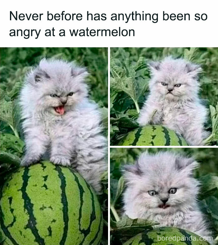 Fluffy kitten angrily reacting to a watermelon, creating a humorous pet meme.