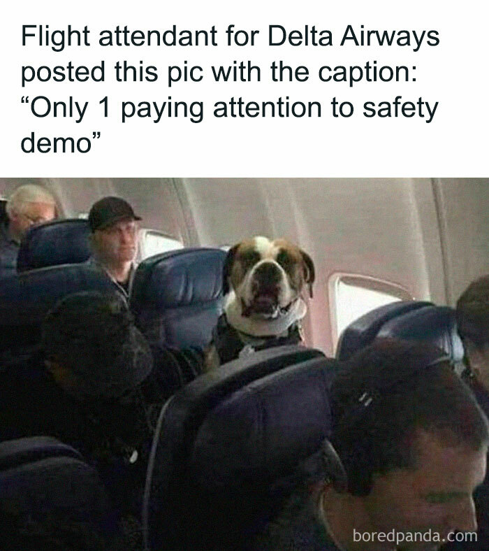 Dog attentively watching safety demo on a plane, surrounded by distracted passengers. Funny pet memes highlight.