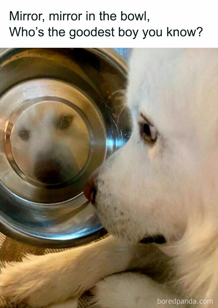 Dog looking at its reflection in a metal bowl, creating a funny pet meme moment.