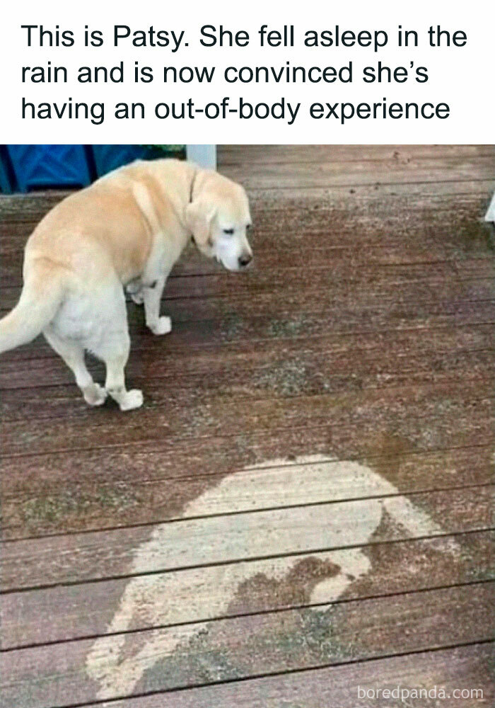 A dog looks at its wet silhouette on a wooden deck, creating a funny pet meme moment.