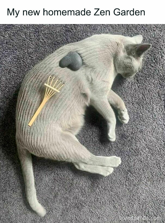 Cat lying on carpet, styled as a Zen garden with a rock and tiny rake on its back, embodying a funny pet meme.