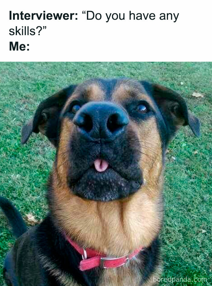 Funny pet meme of a dog making a silly face with its tongue out, captioned about job interview skills.