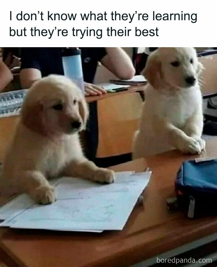 Two puppies sitting at a desk with papers, creating a funny pet meme.