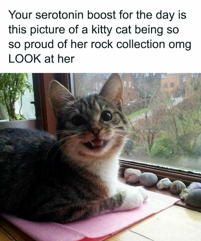 Smiling cat with a rock collection on a windowsill. Funny pet meme showcasing a proud kitty.