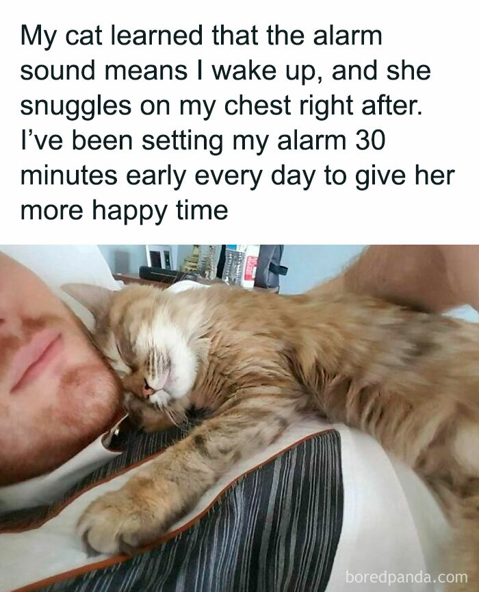 Cat snuggling on owner's chest, showing funny pet meme interaction.