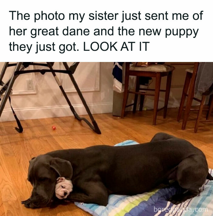 Great Dane and puppy napping together on a blanket, showcasing funny pet memes.