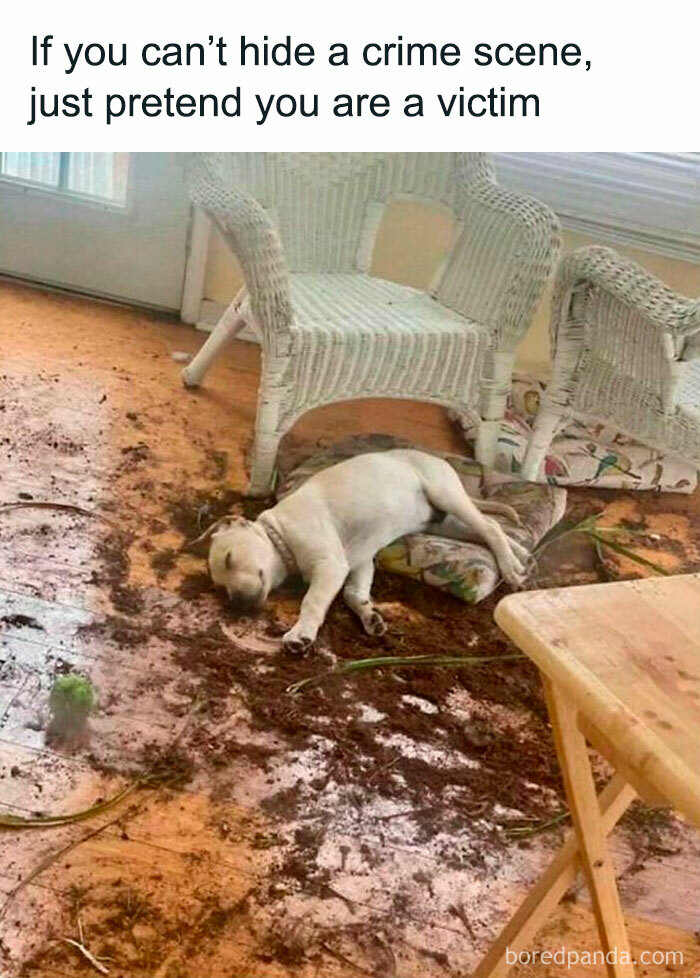 Funny pet meme: a dog lies playfully among scattered soil and debris in a living room, resembling a crime scene.