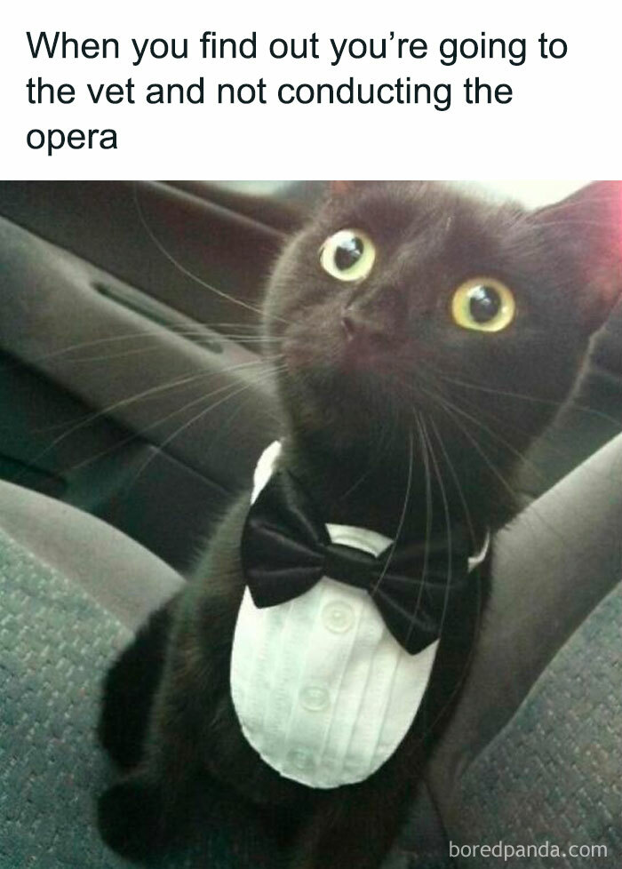 Black cat in a tuxedo bib looking surprised in a car.