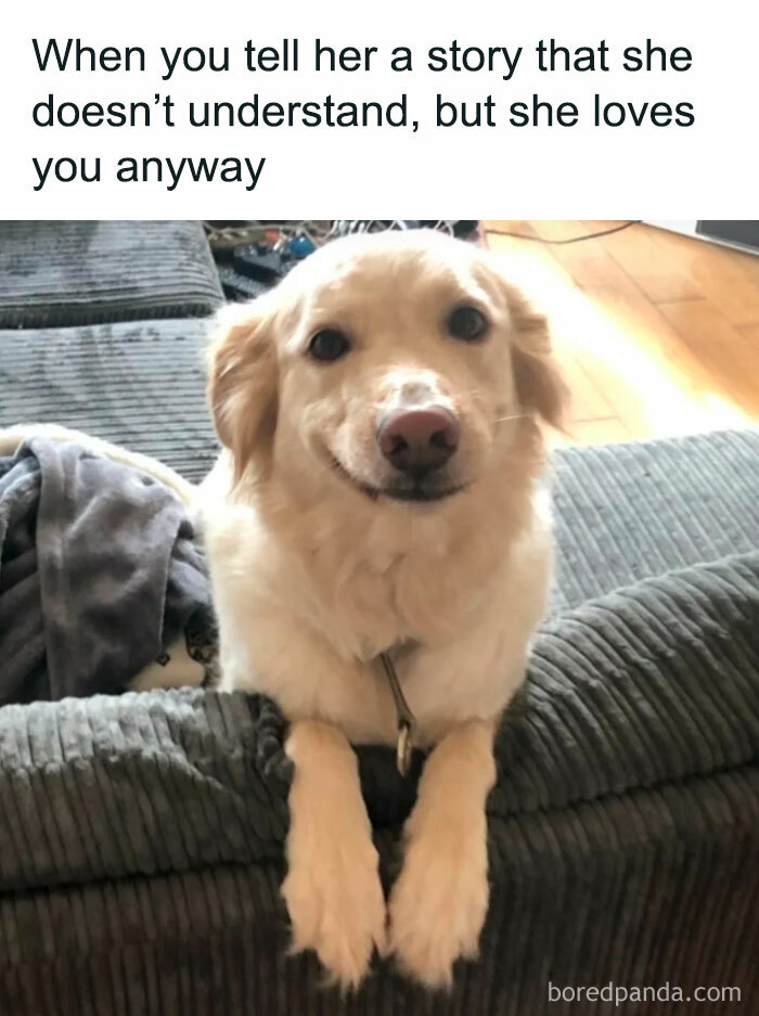 Funny pet meme of a dog smiling and resting its paws on a couch, with a caption about telling stories.