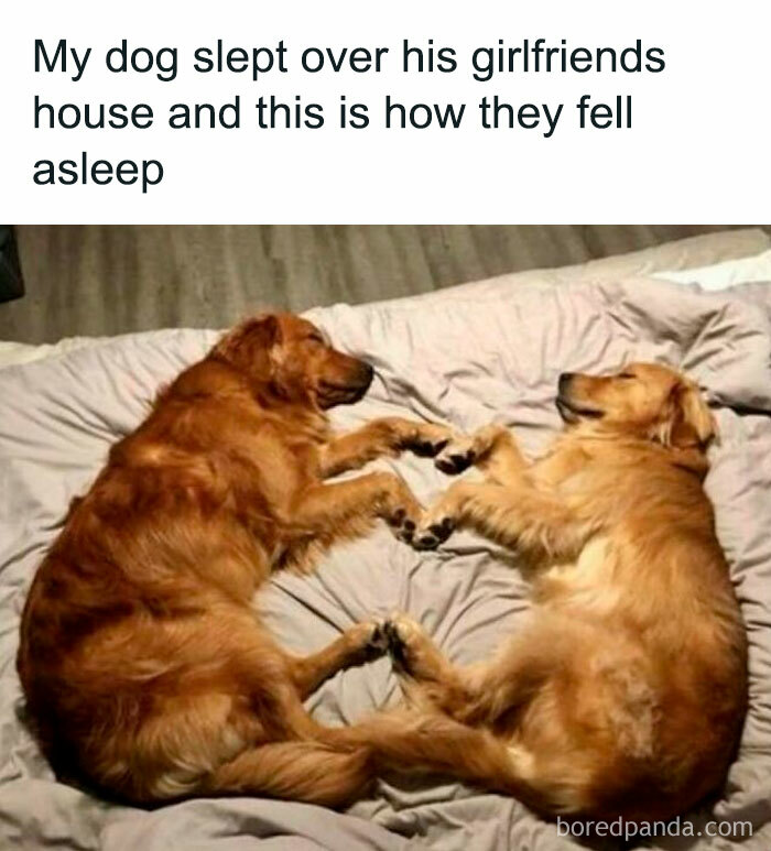 Two golden retrievers sleep curled up together, paws touching. Funny pet memes moment.