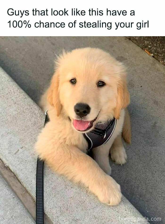 Cute golden retriever puppy with a mischievous caption, perfect example of funny pet memes from Pubitypets.