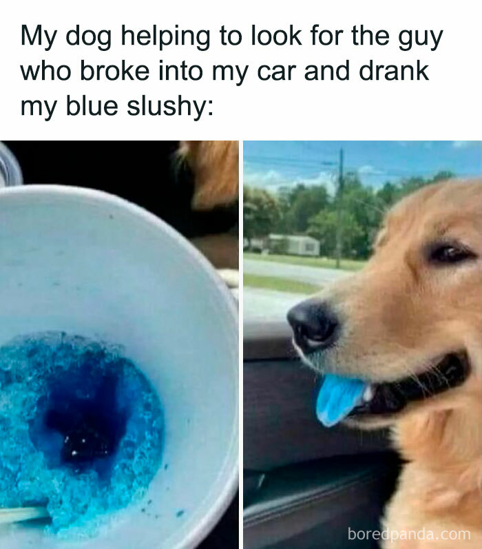 Funny pet meme of a dog with a blue tongue after drinking a blue slushy.