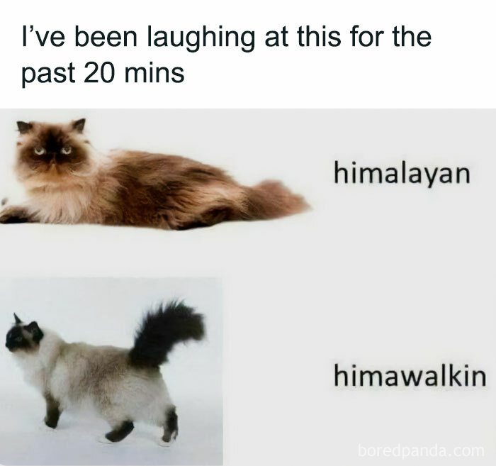 Himalayan cat lying down and another labeled 'himawalkin' standing, creating a funny pet meme.