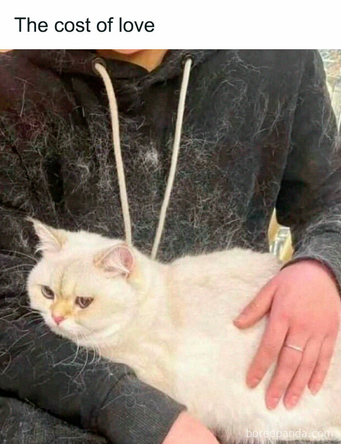 A fluffy white cat shedding fur on a person's black hoodie, showcasing funny pet memes.