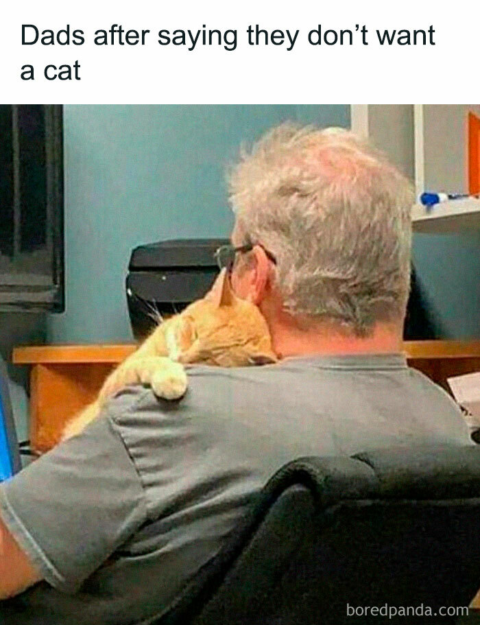 Man sitting with a cat on his shoulder in an office setting, highlighting funny pet memes.