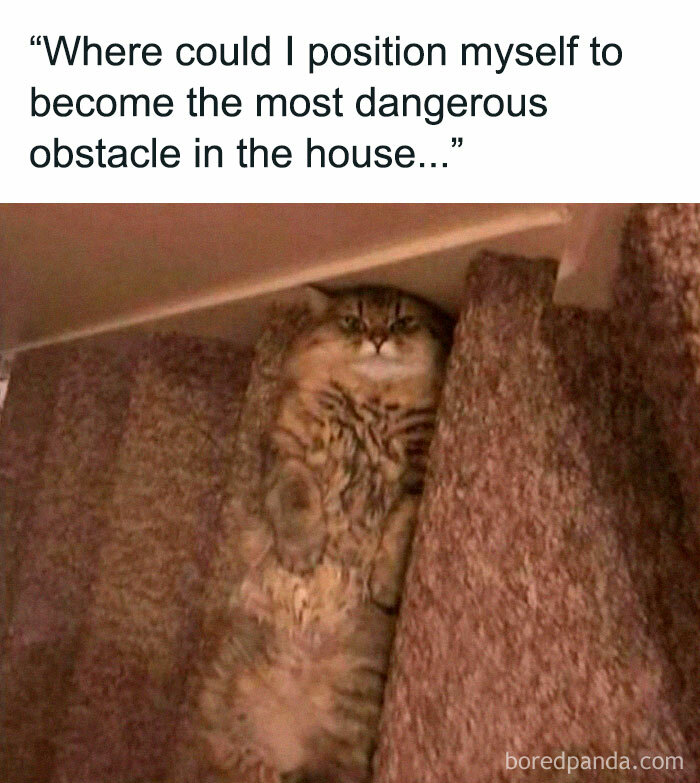 Cat humorously positioned on stairs looking like an obstacle, embodying funny pet memes.