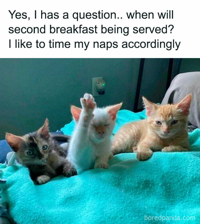 Three cute kittens on a blanket with one raising its paw for a funny pet meme.