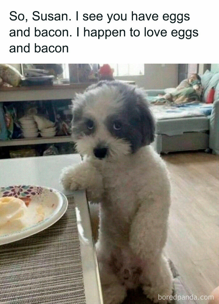 Cute dog standing by a table with eggs and bacon, humorously expressing interest in the food. Funny pet meme.